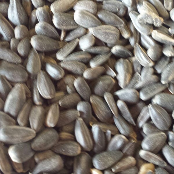 Sunflower Striped - small (15kg)