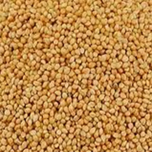 Yellow Panicum (25kg)