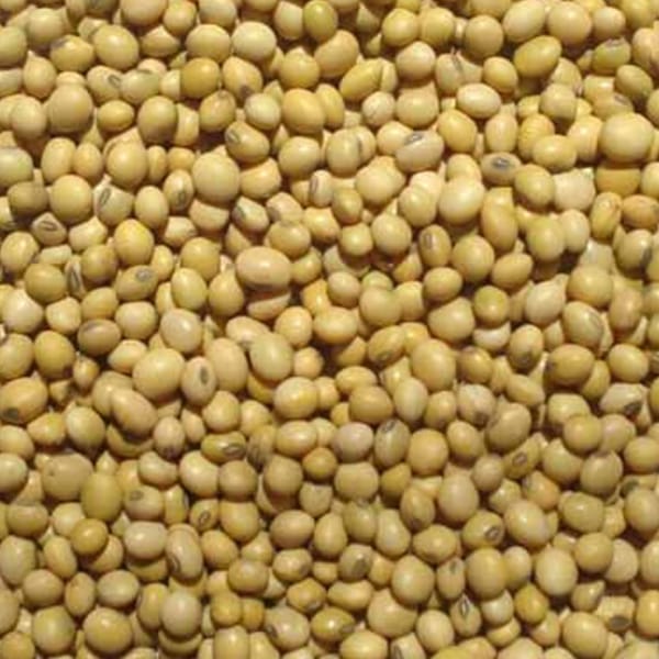 Toasted Soya Beans (25kg)