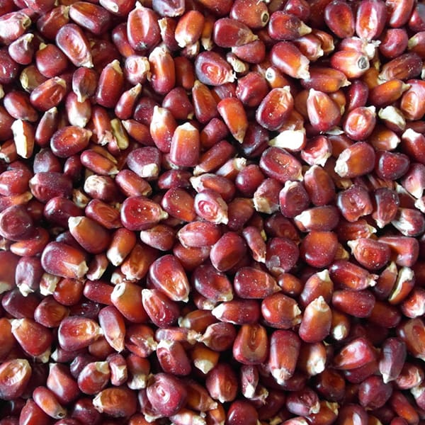 Red Maize (25kg)