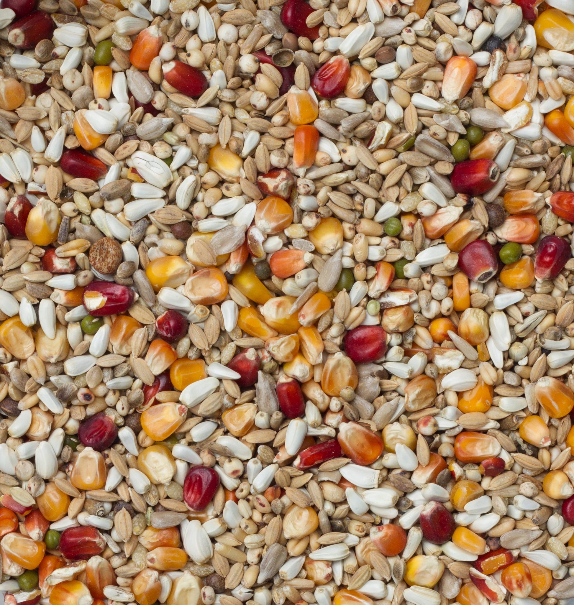 Sport Light Galaxy (20kg)