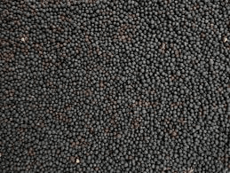 Black Rape (25kg)