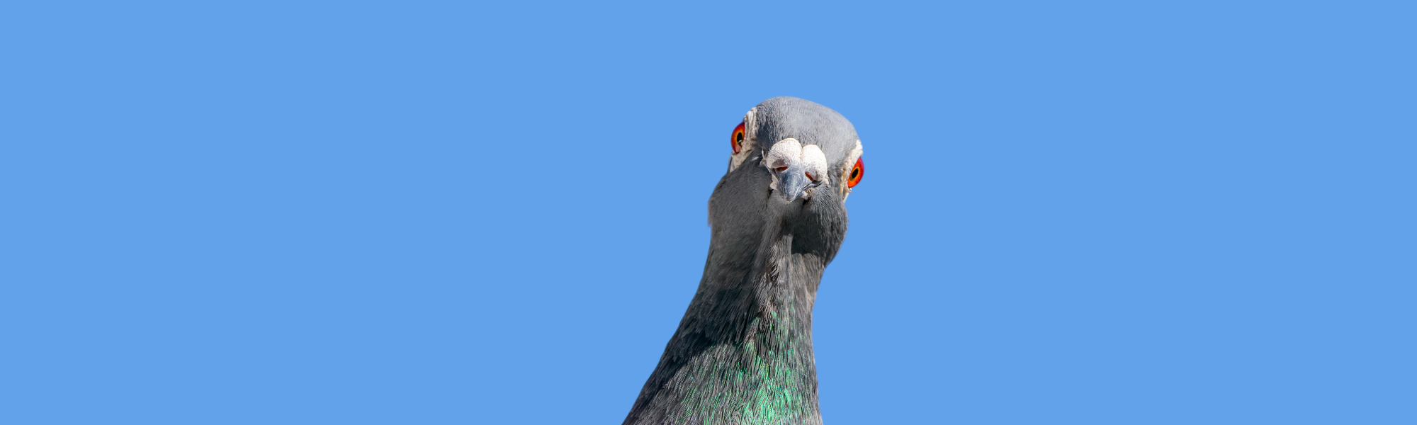 Pigeon against a clear blue sky