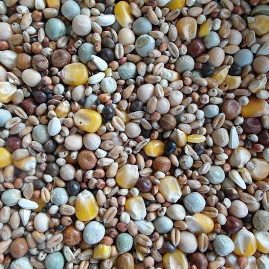 BJF Jetstream (25kg)