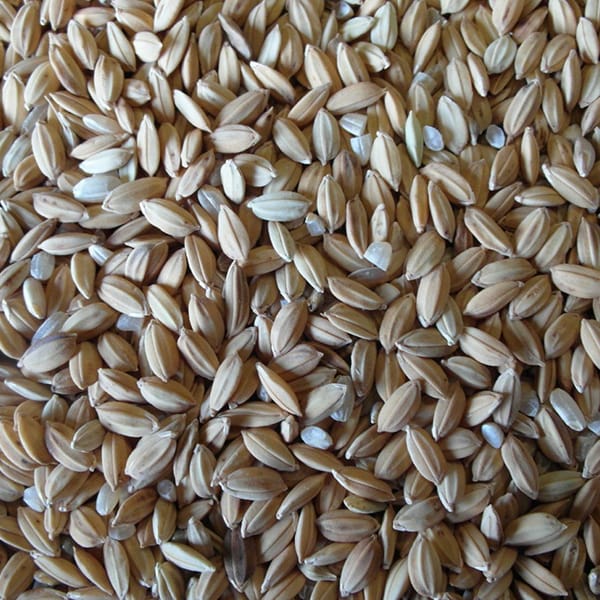 Paddy Rice (25kg) – BJF Feeds
