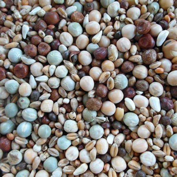 BJF Young Bird HP (25kg) – BJF Feeds
