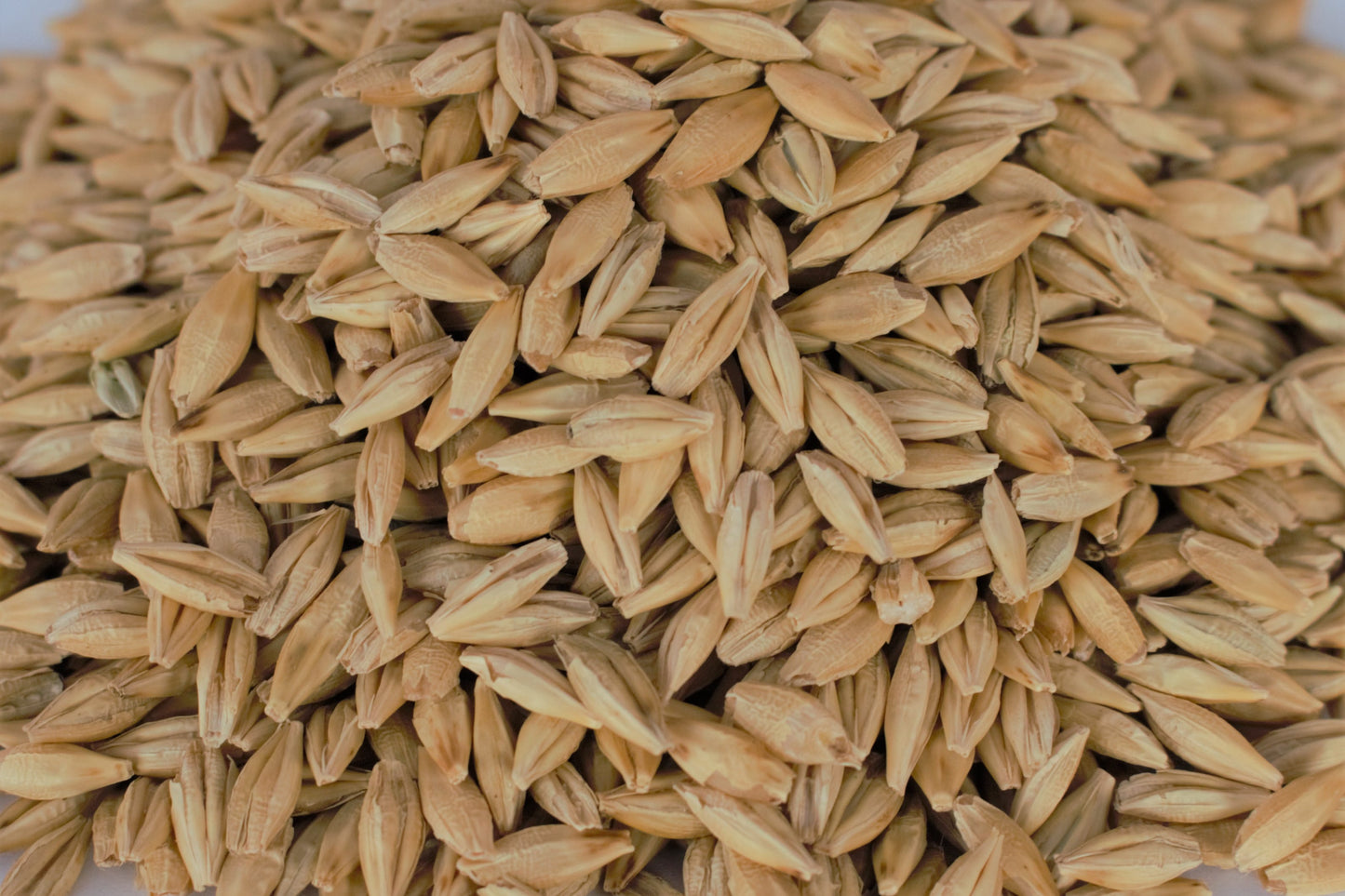 Barley (25kg)