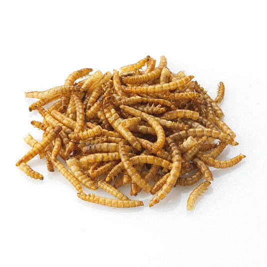 Mealworms (Dried) (1KG)