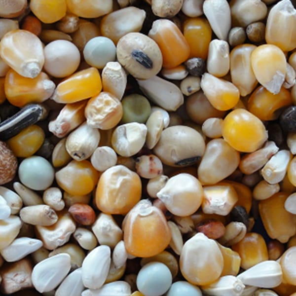 Super Widowhood Premium (20kg)