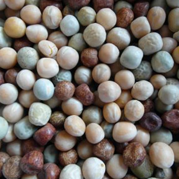 BJF Mixed Peas (25kg) – BJF Feeds