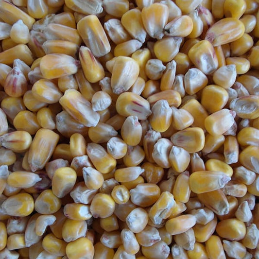 Maize (25kg)