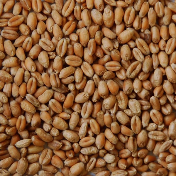 Wheat (25kg)