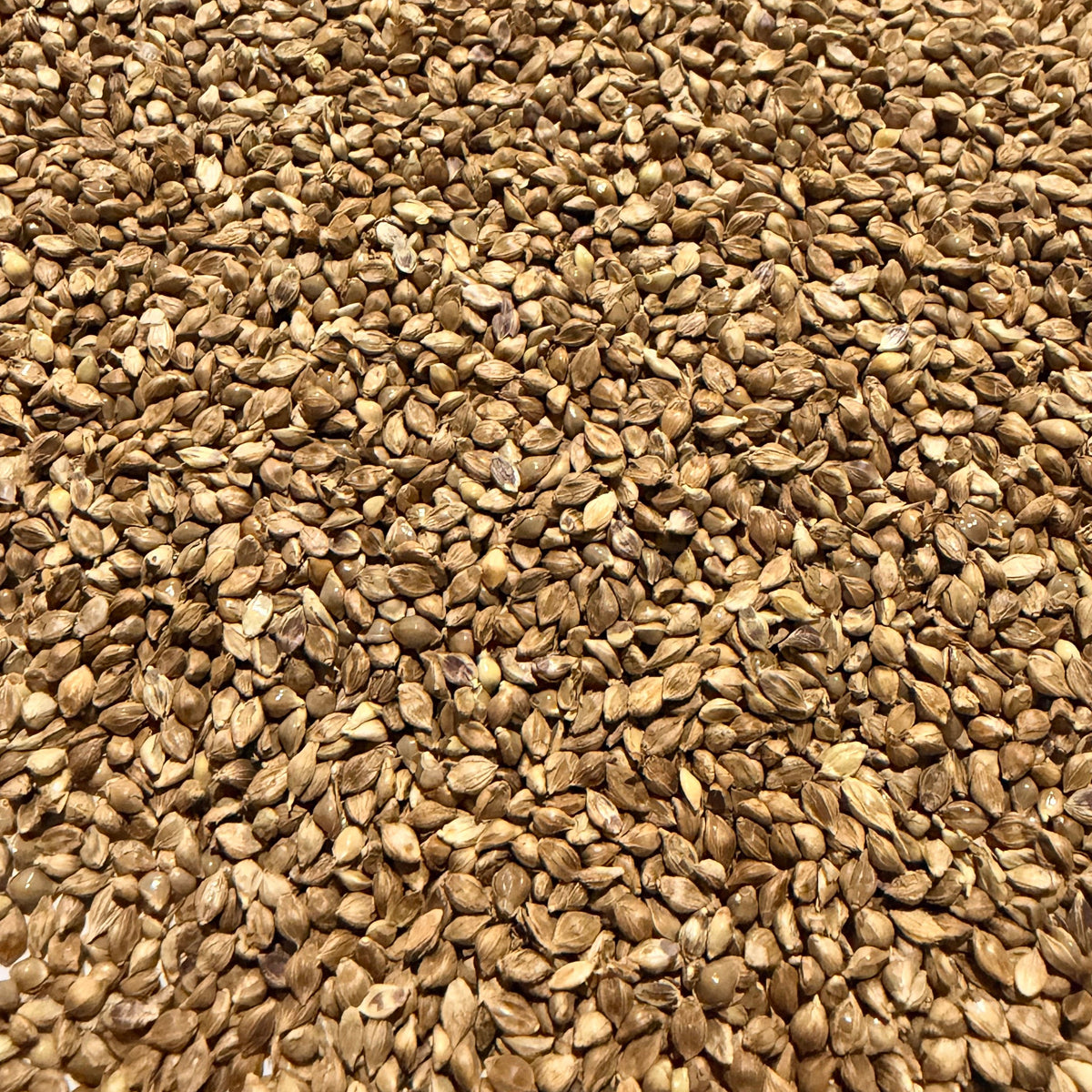 Japanese Millet (25kg)