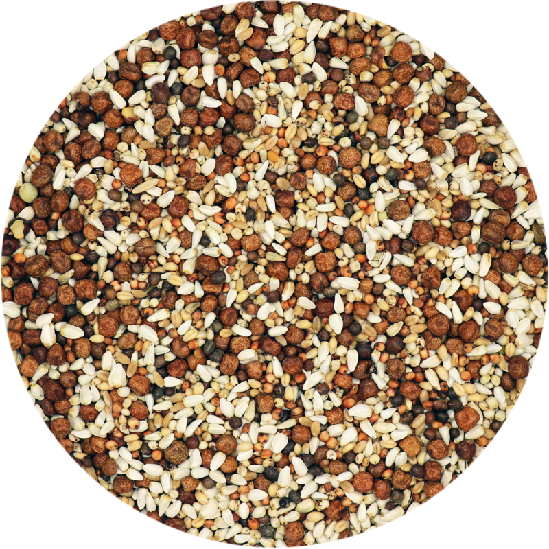 Junior UK (20kg)