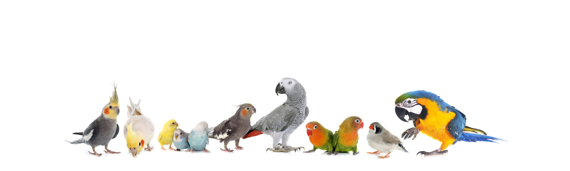 Row of colorful parrots on a white background