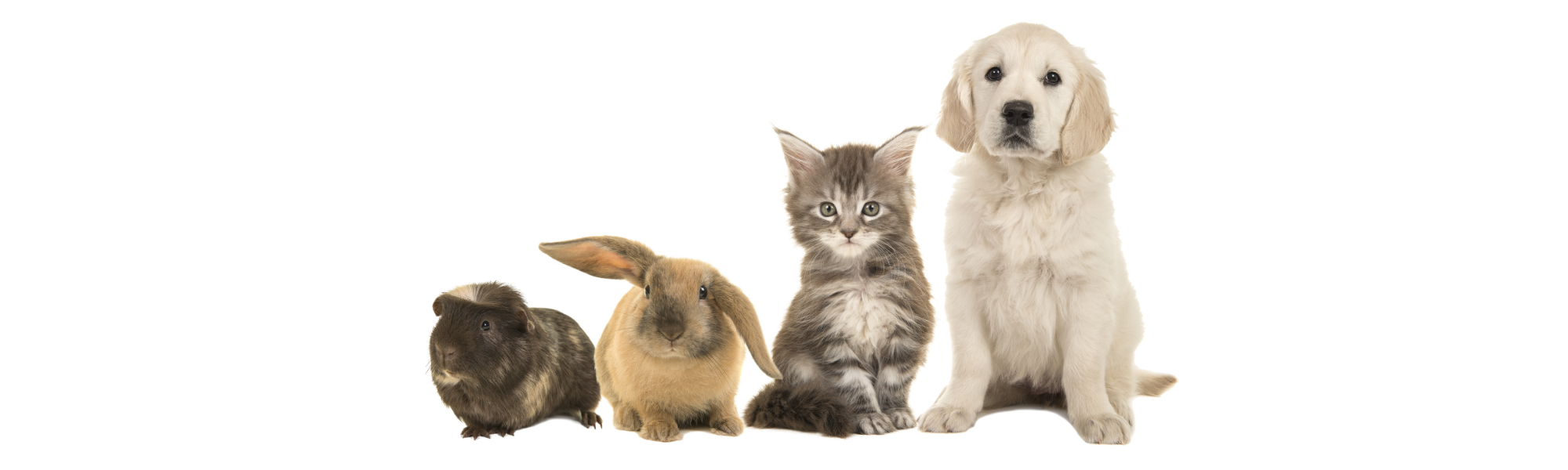 Dog, cat, rabbit, and guinea pig sitting together on a white background