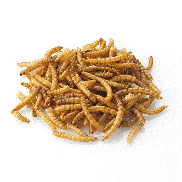 Mealworms (Dried) (5KG)