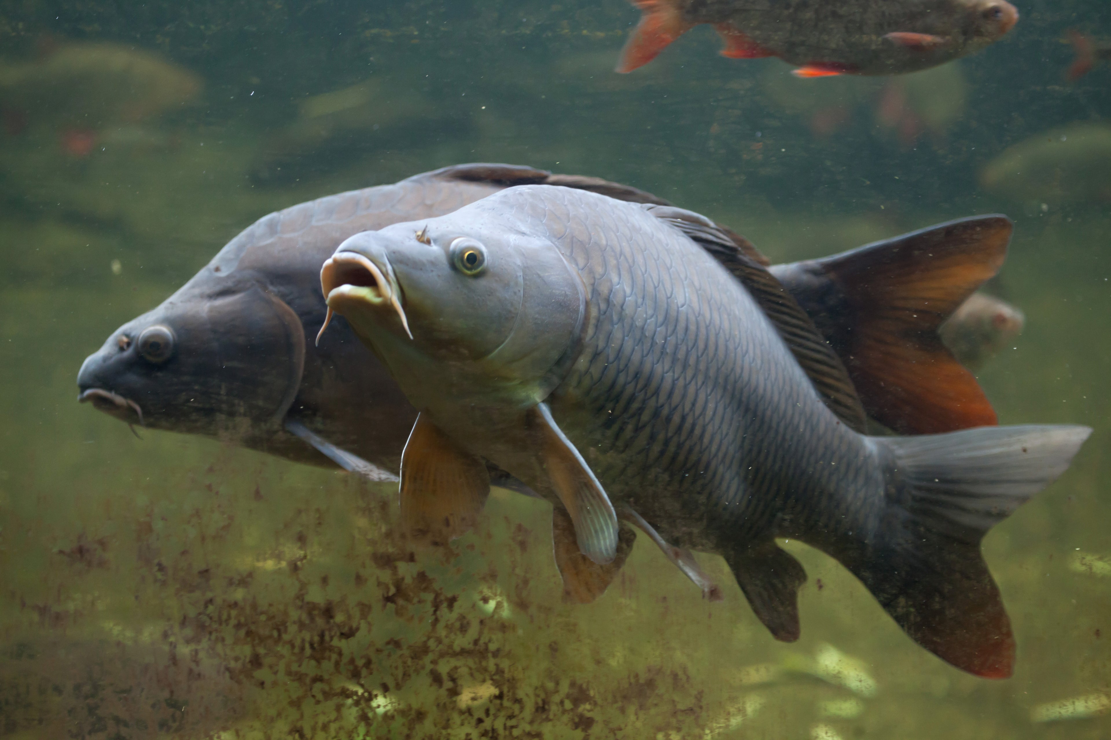 Two large fish swimming in a body of water with a blurred background