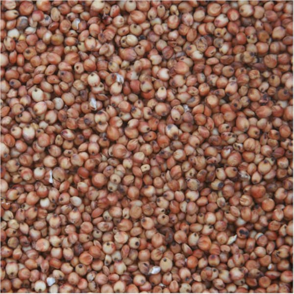 Red Dari (25kg)
